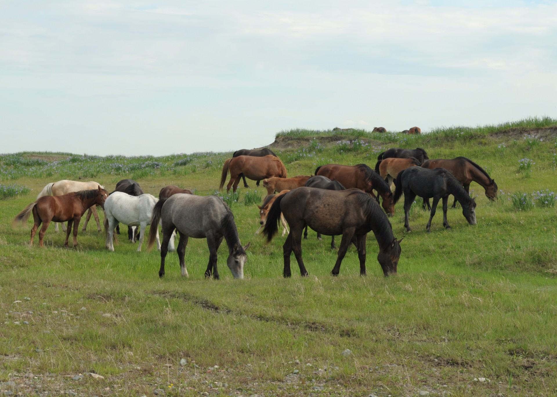 horse pasture summer free photo