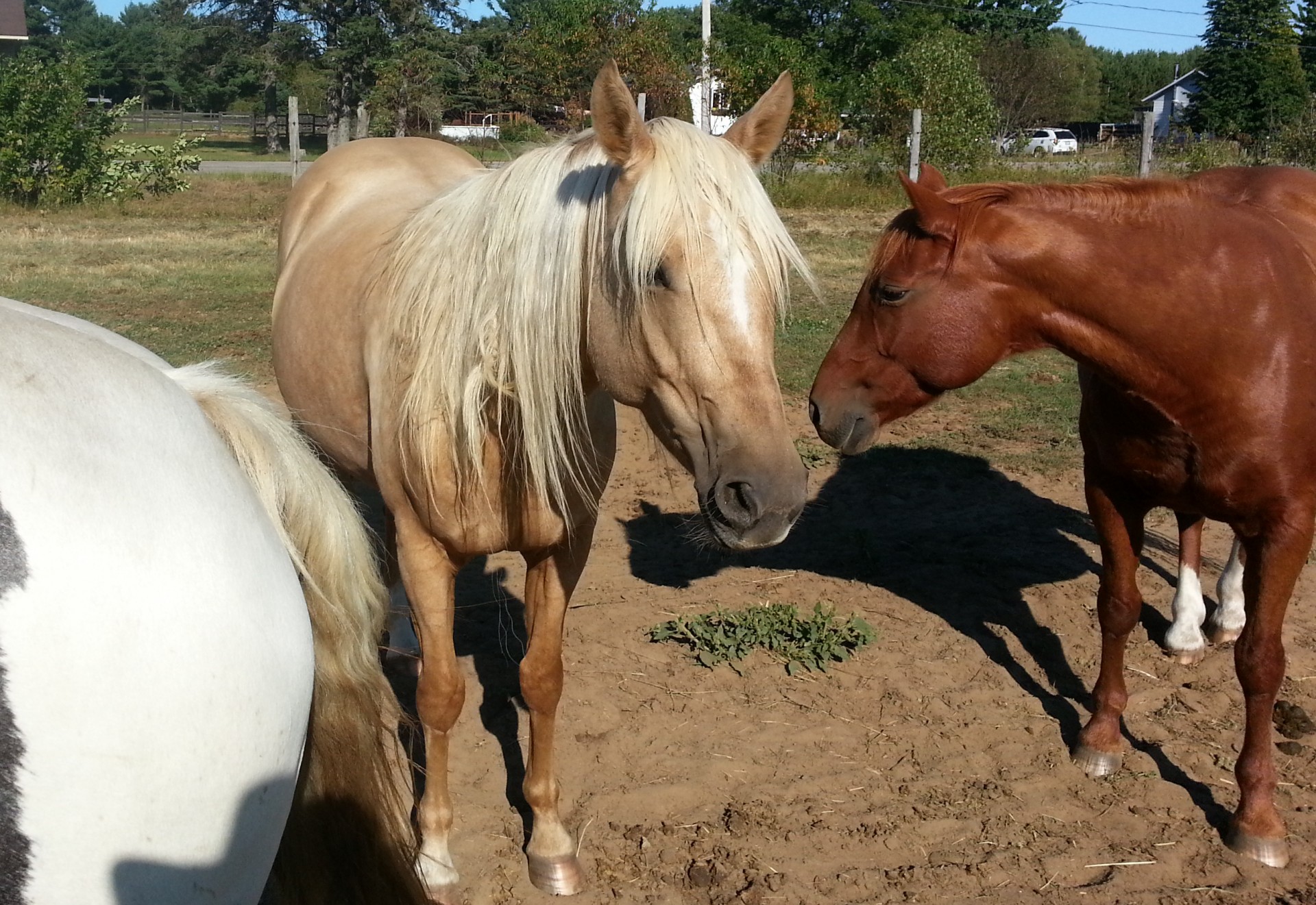 horse horses animal free photo