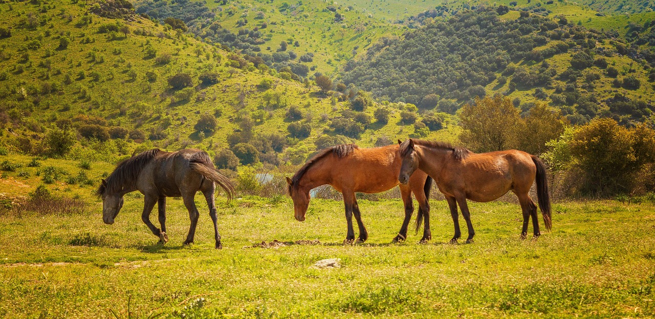 horses animals nature free photo