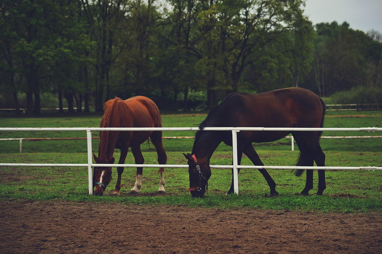 horses ranch animal free photo