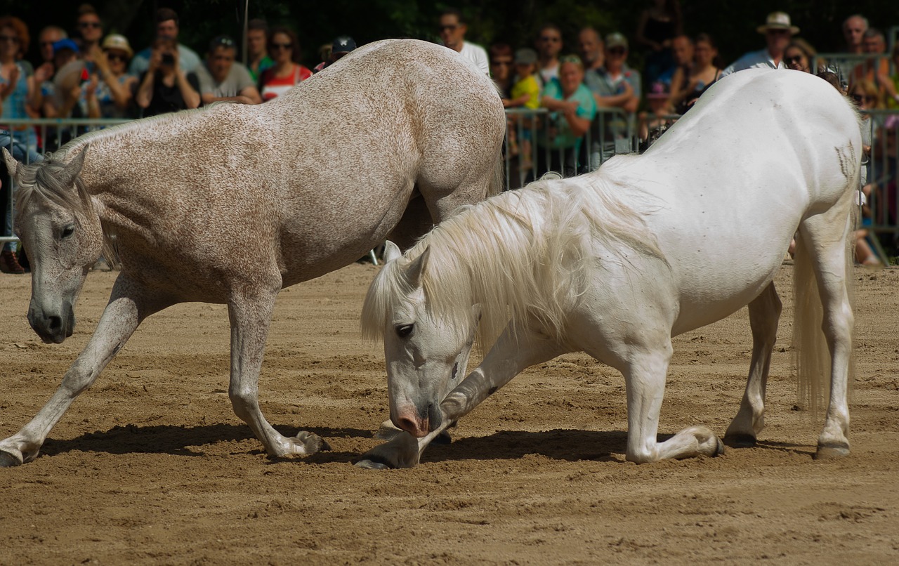 horses dressage horse show free photo