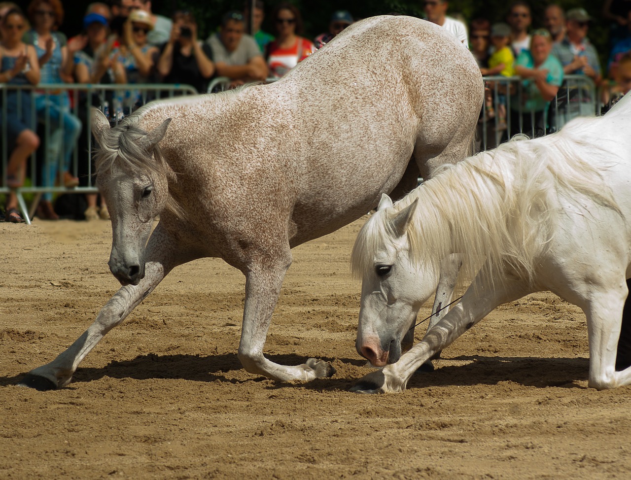 horses dressage horse show free photo