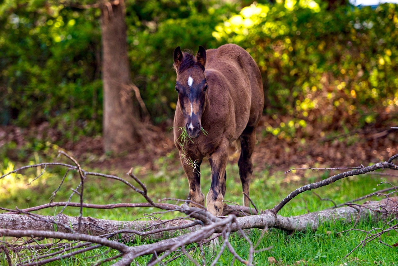 horses nature animals free photo