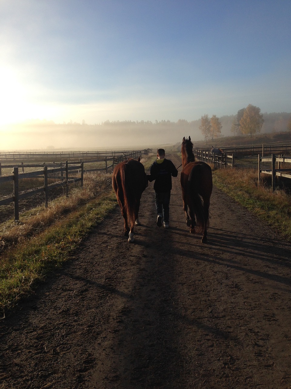 horses morning haze summer morning free photo