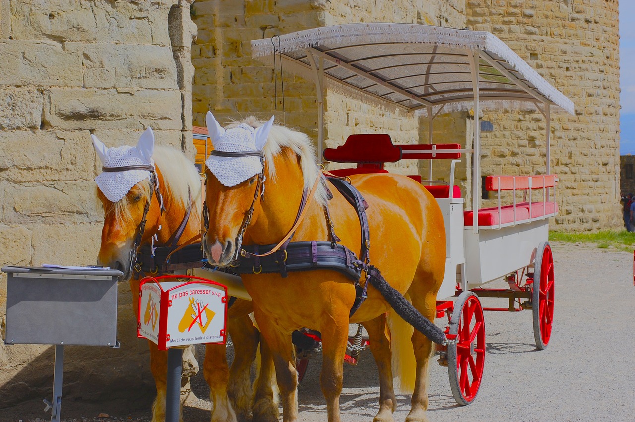 carcassonne horses truck free photo