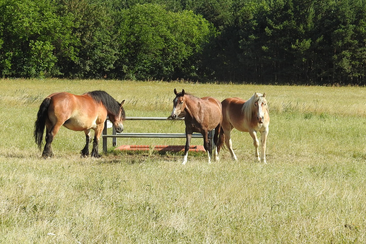 horses pasture paddock free photo