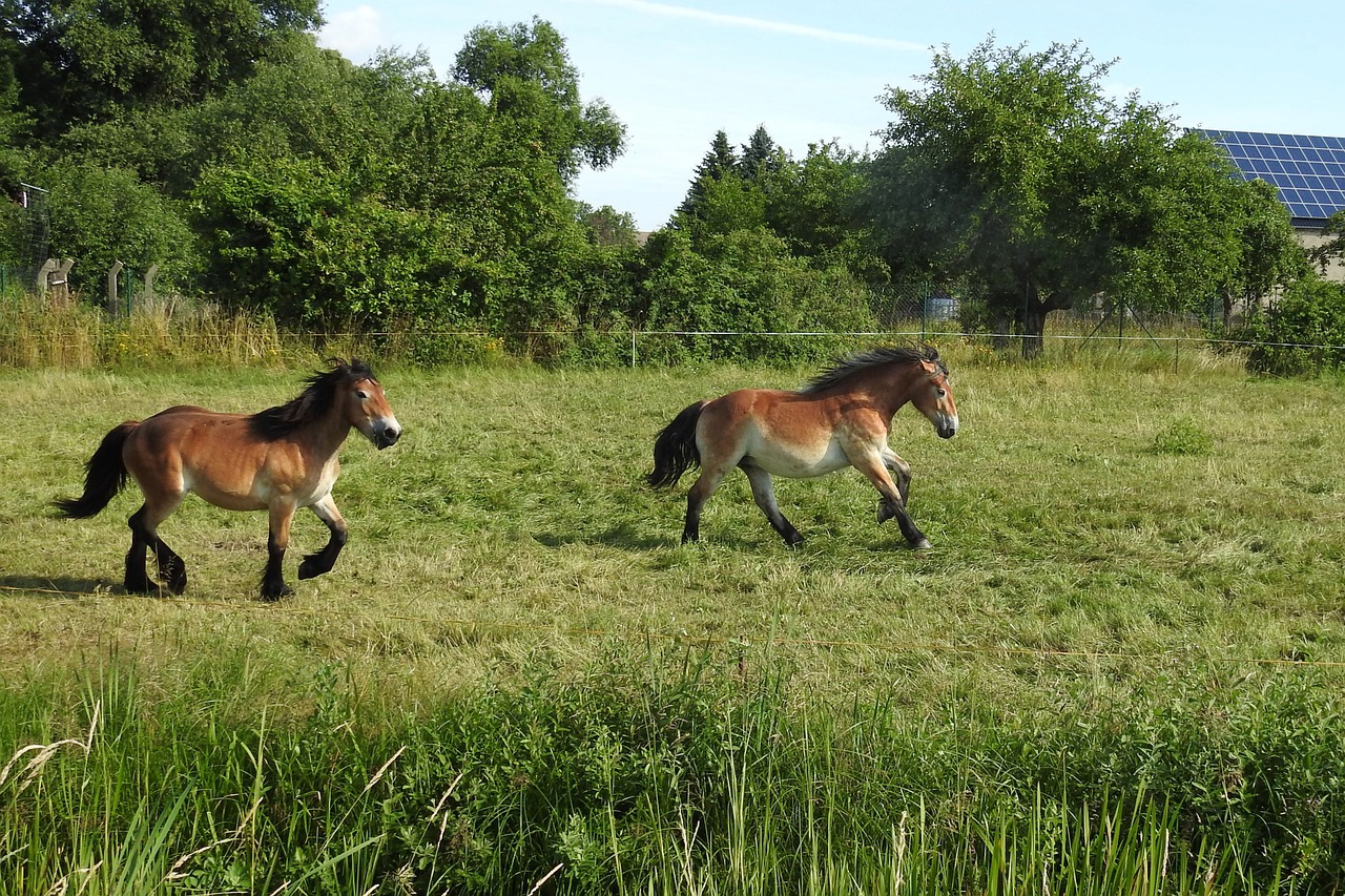 horses pasture paddock free photo