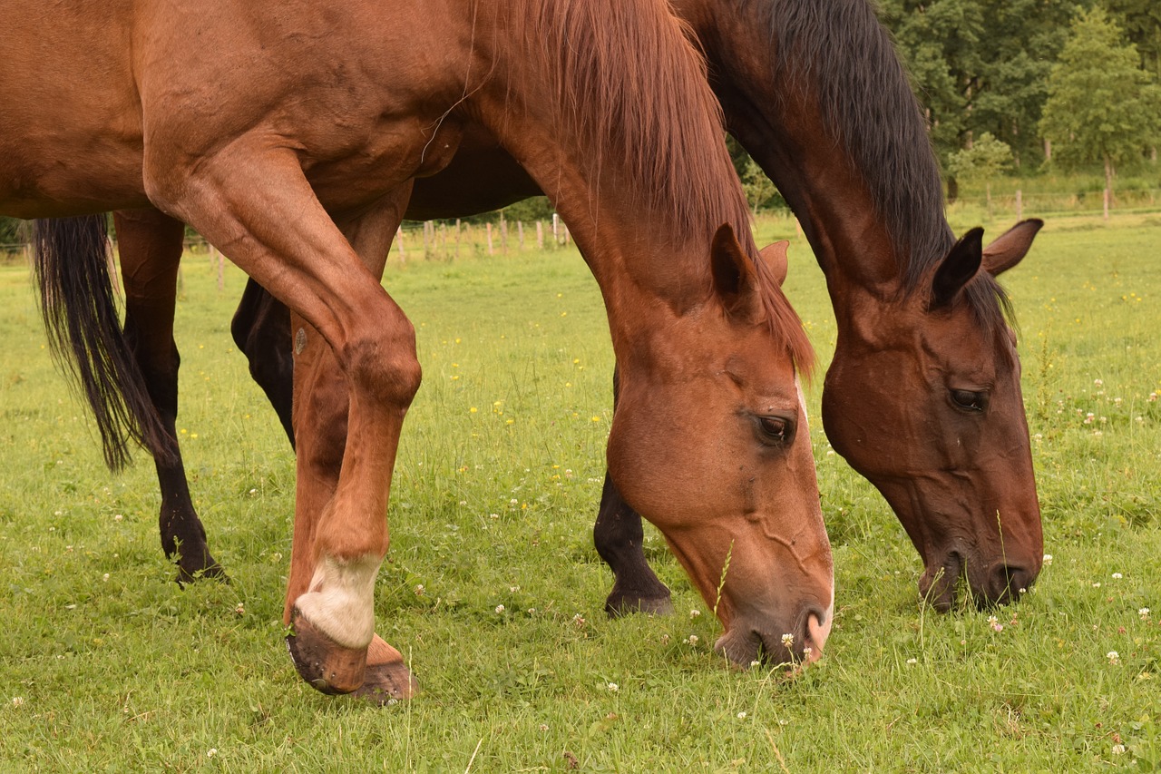 horses stallions brown free photo