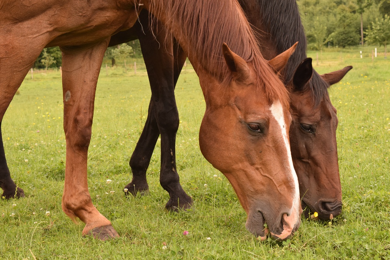 horses stallions brown free photo