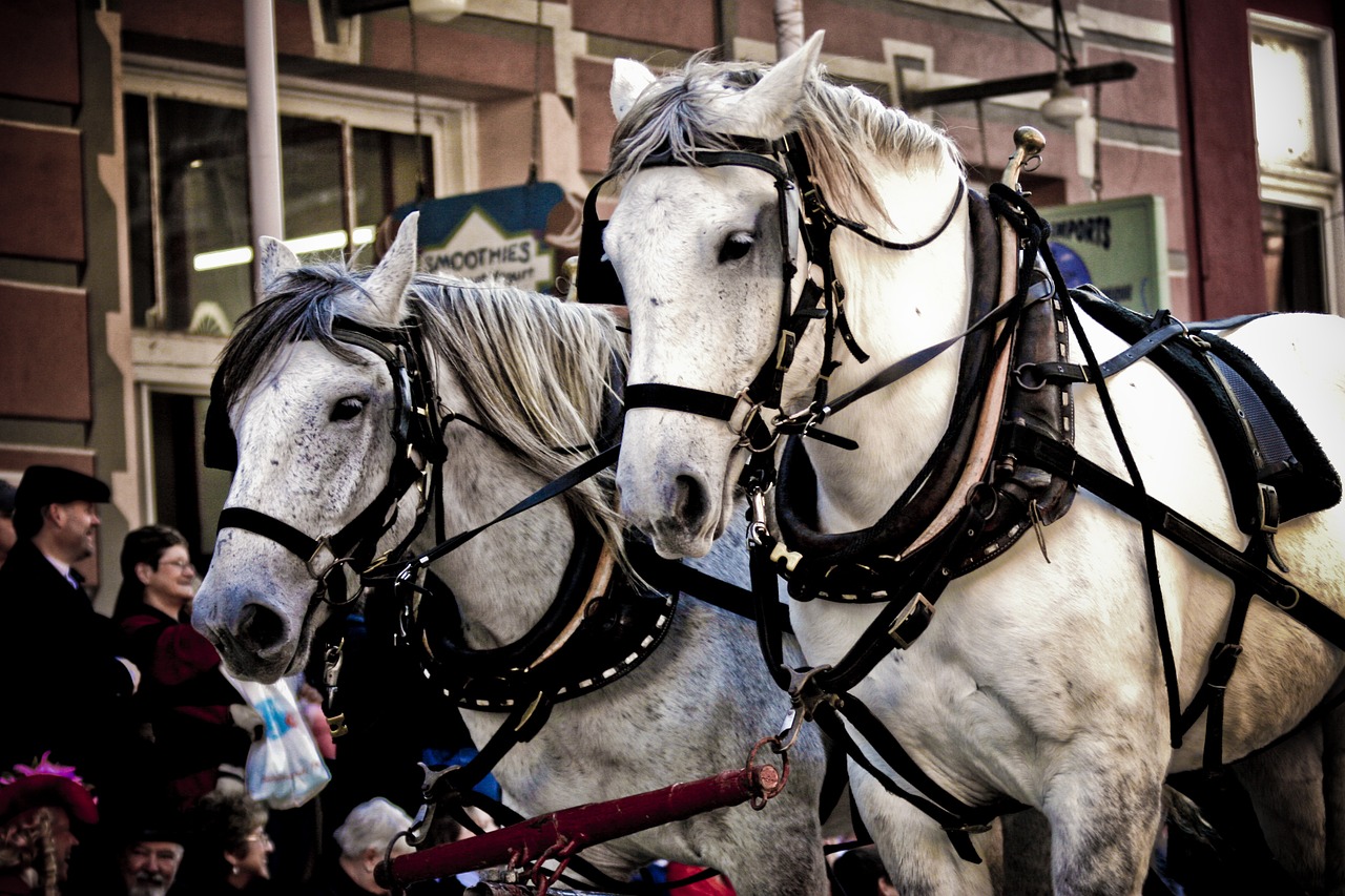 horses parade halter free photo