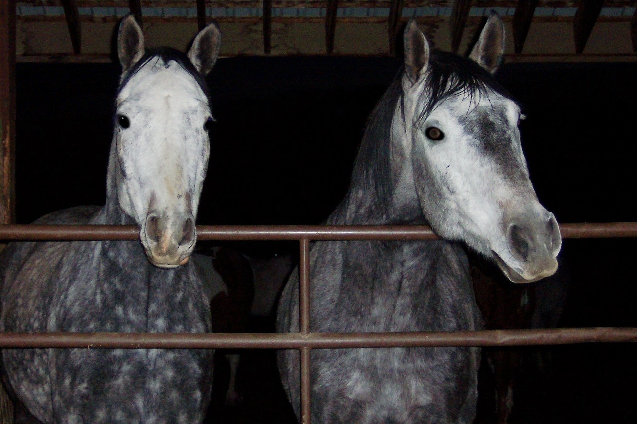horses brothers andalusian free photo