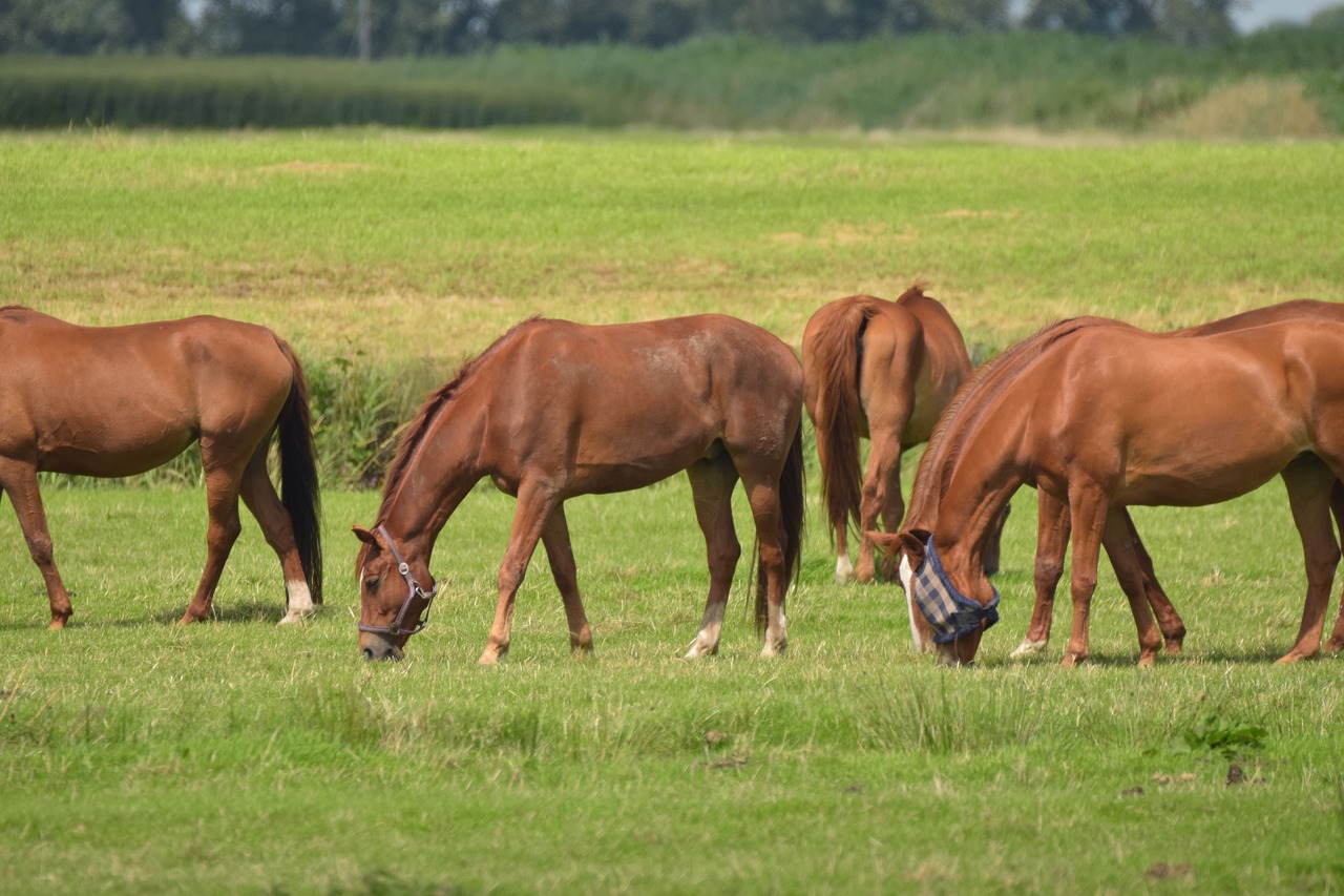 horses pasture graze free photo