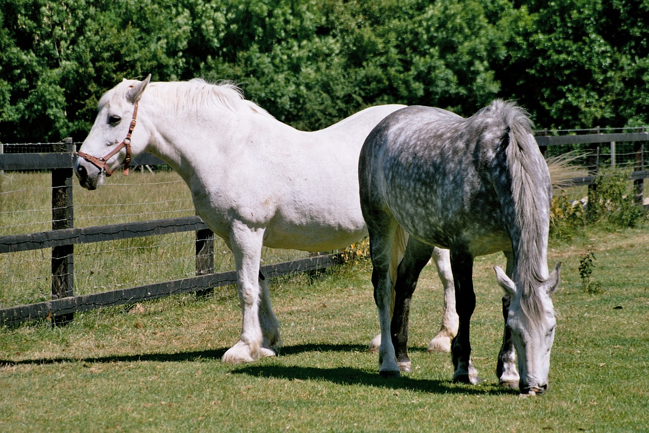 horse farm ponies free photo