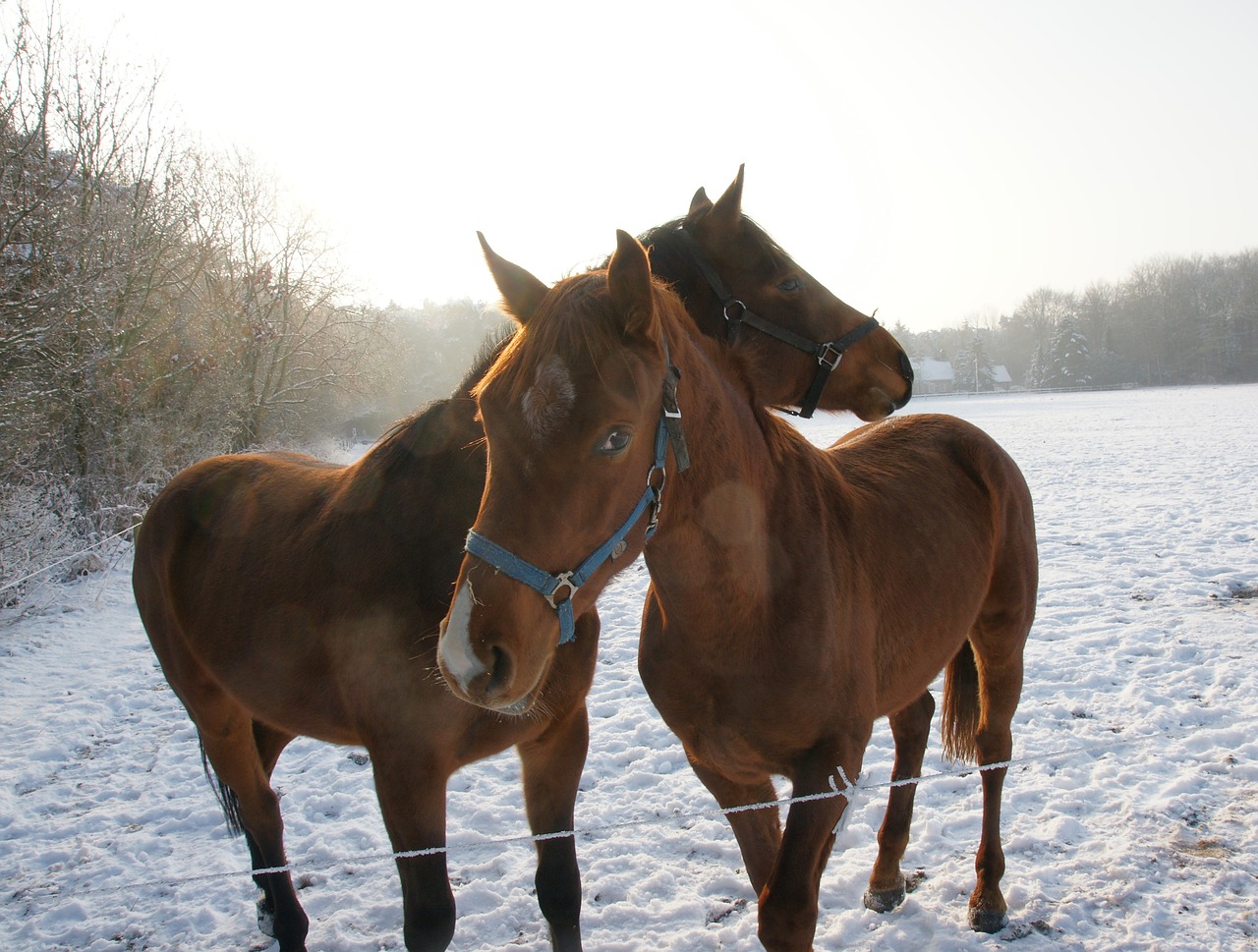 horses snow winter free photo