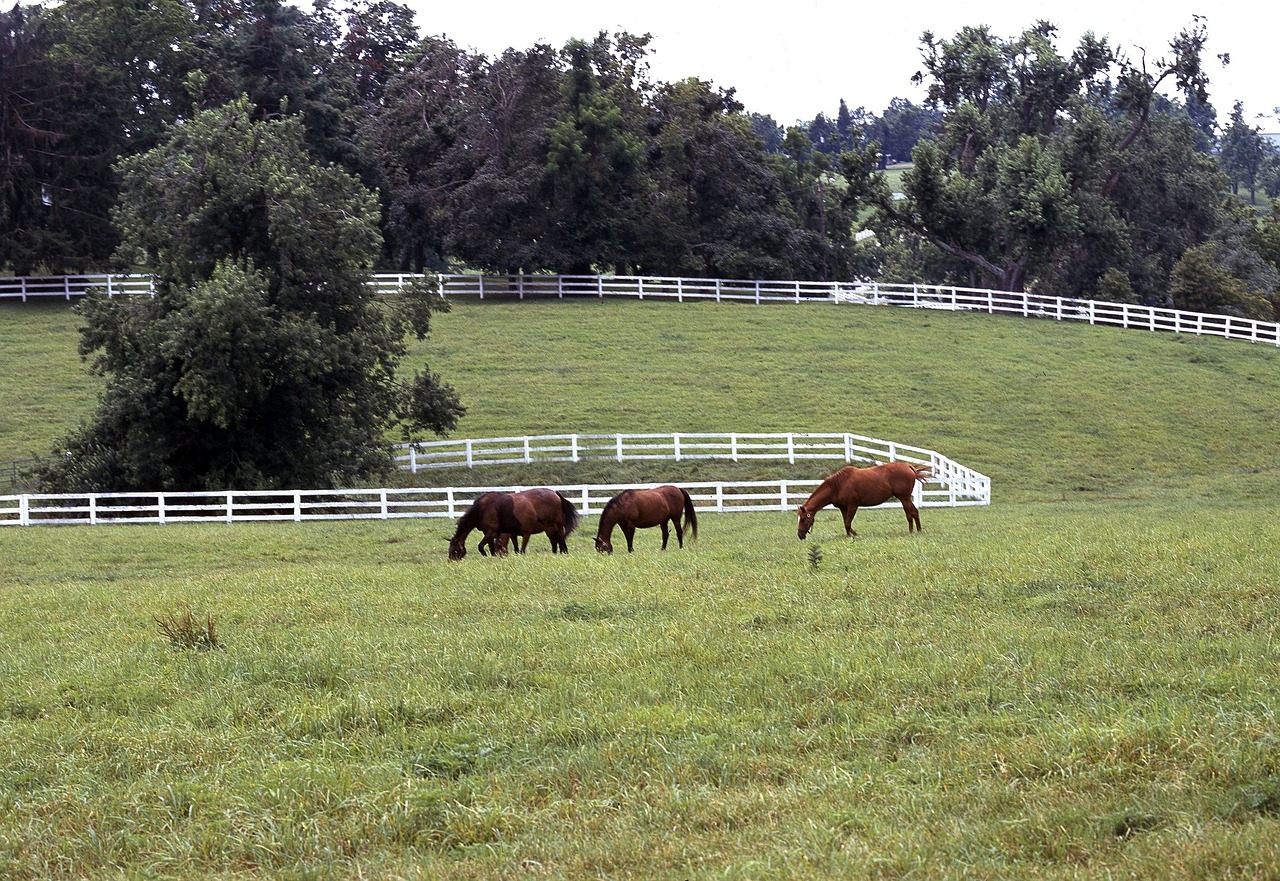 horses grazing pasture free photo