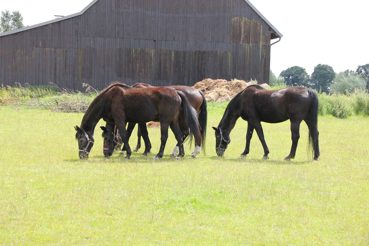 horses group grass free photo