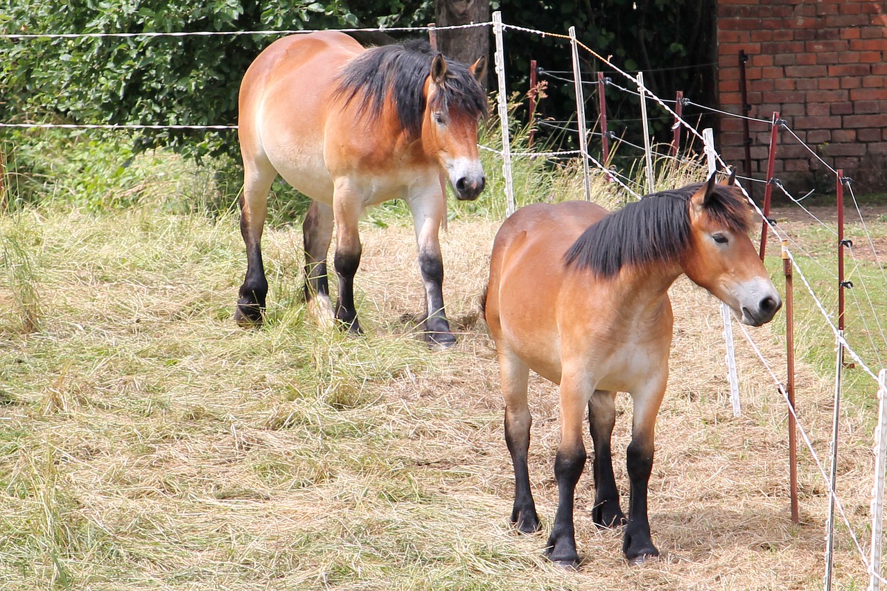 horses cold blooded animals kaltblut free photo