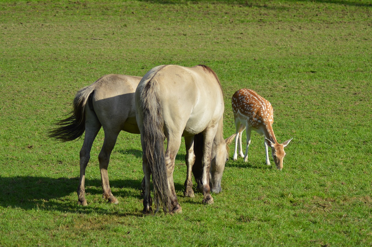 horses suede belgium free photo