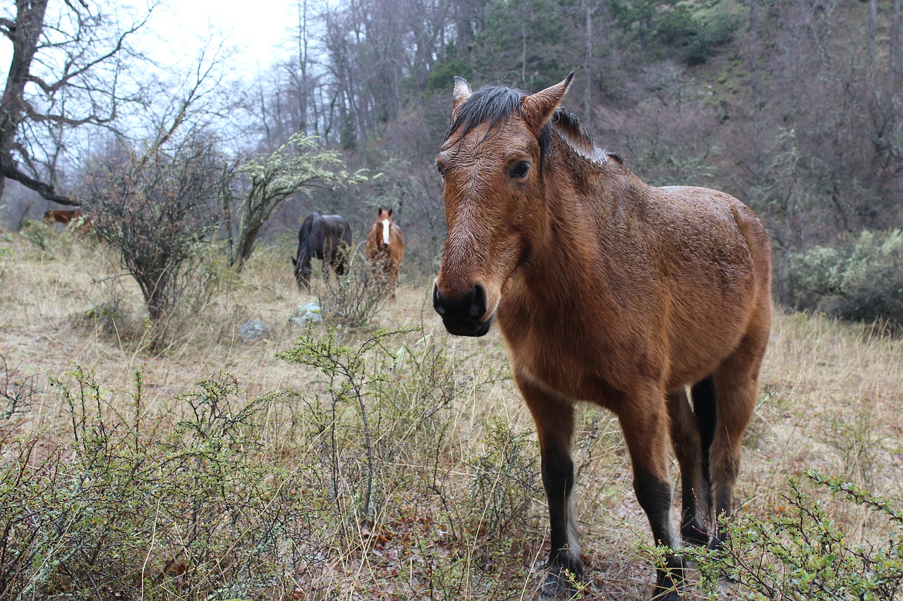 horses animals field free photo