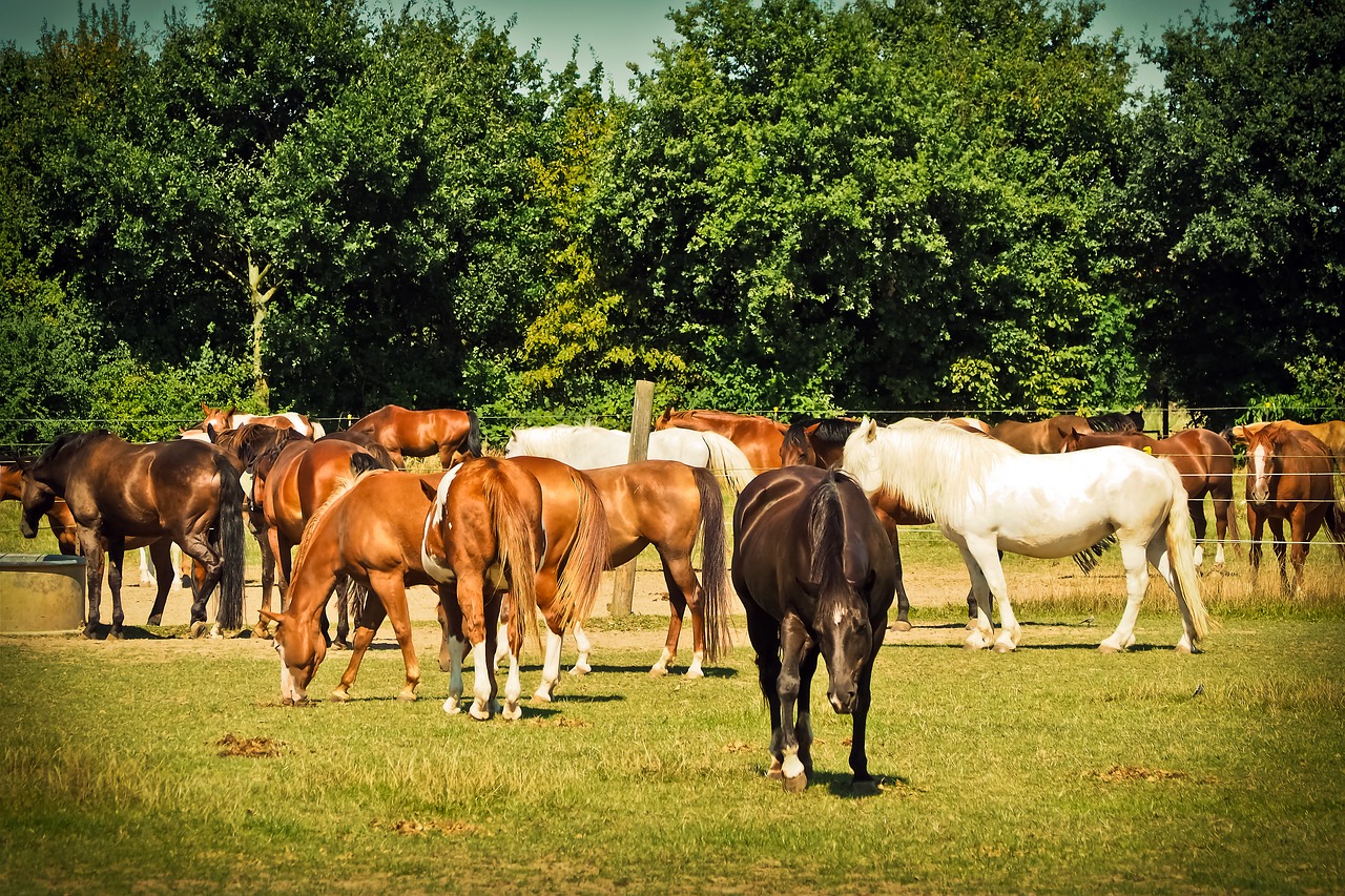 horses animal nature free photo