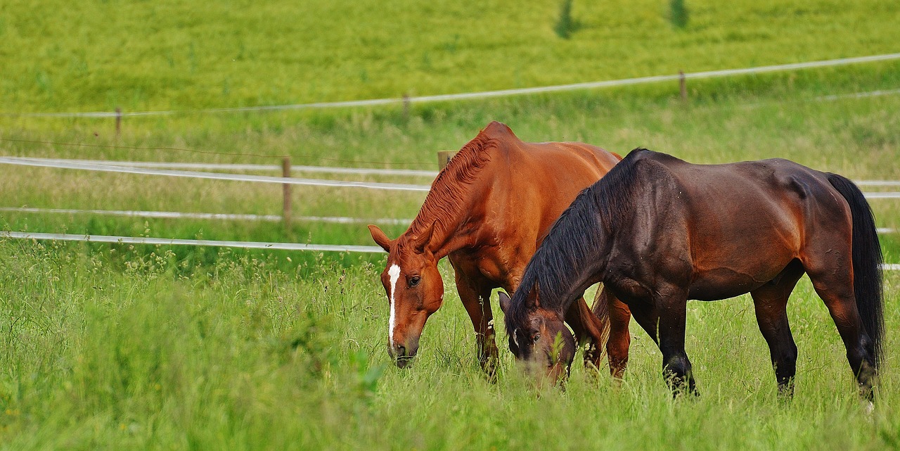 horses for two coupling free photo