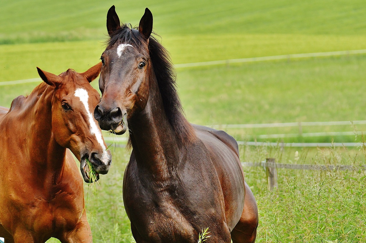 horses for two coupling free photo