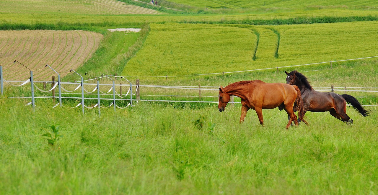 horses for two coupling free photo