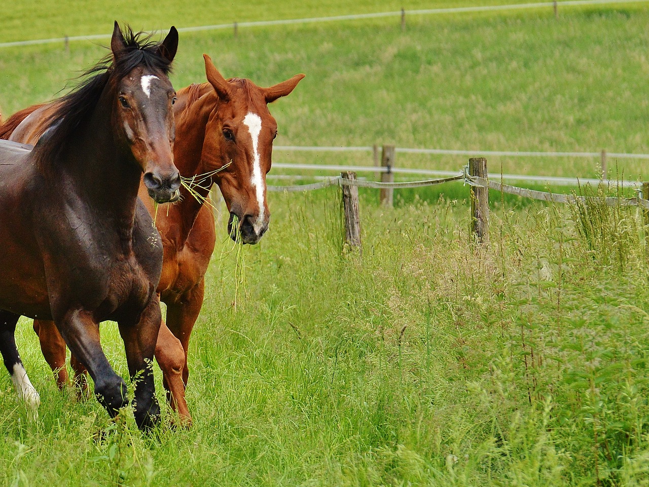 horses for two coupling free photo