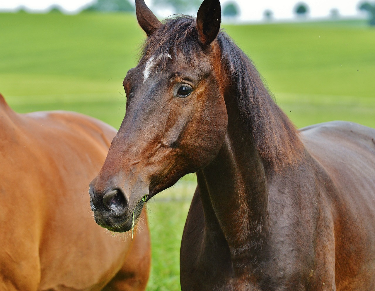 horses for two coupling free photo