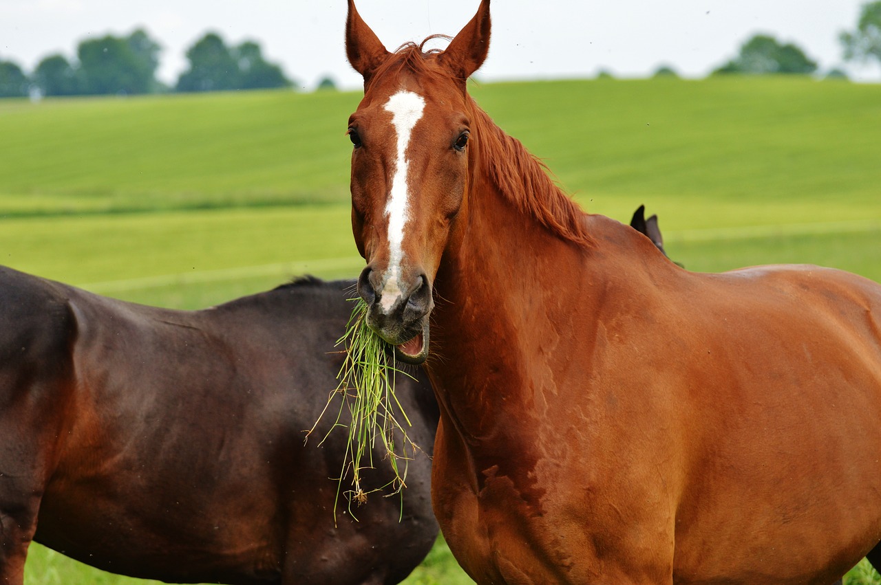 horses for two coupling free photo