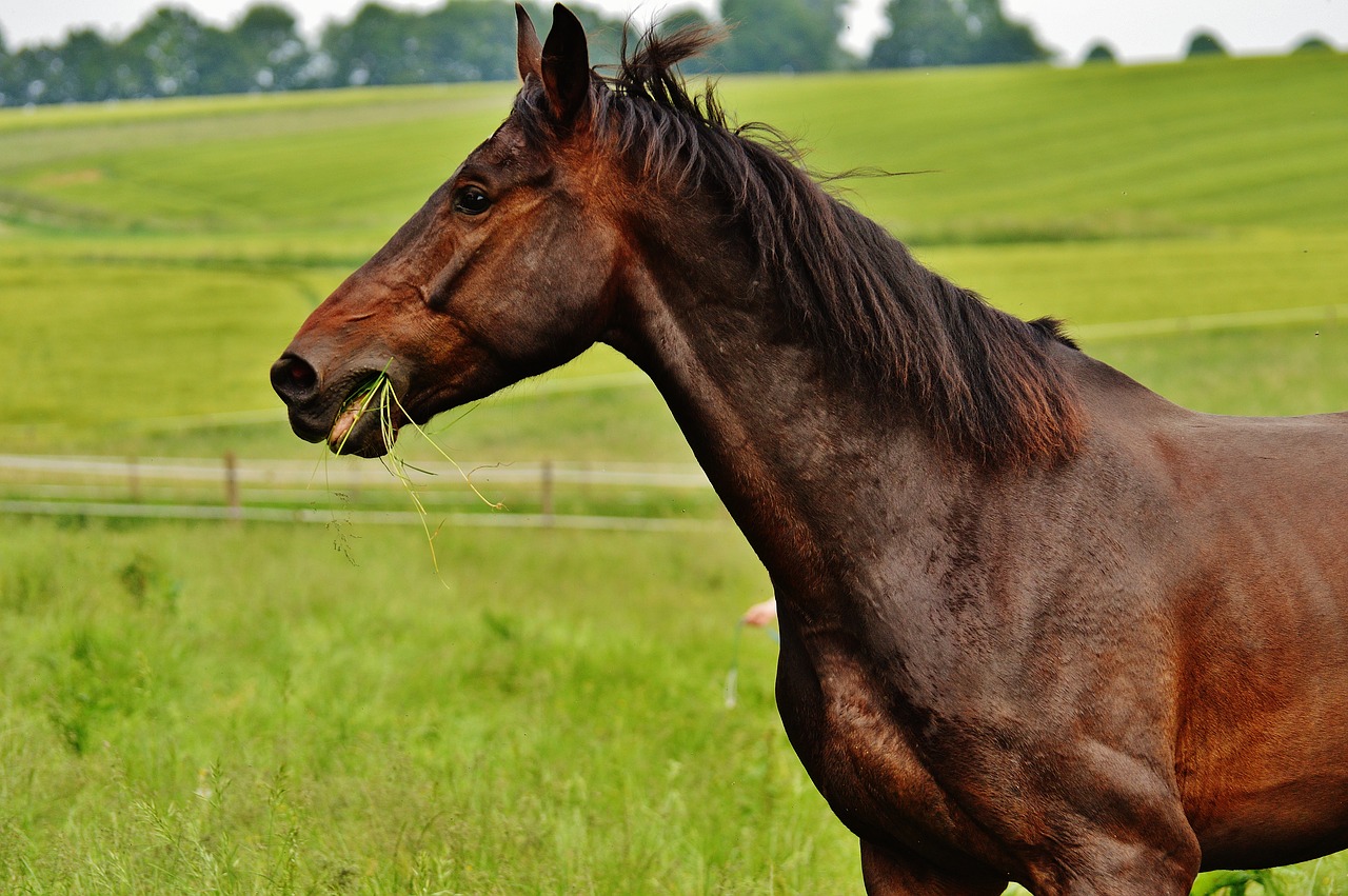 horses coupling stallion free photo