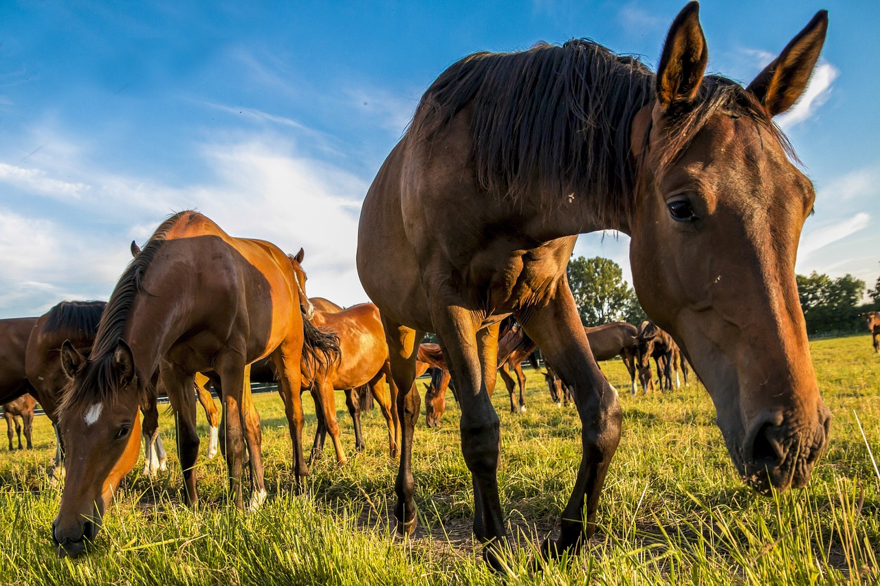 horses meadow animal free photo