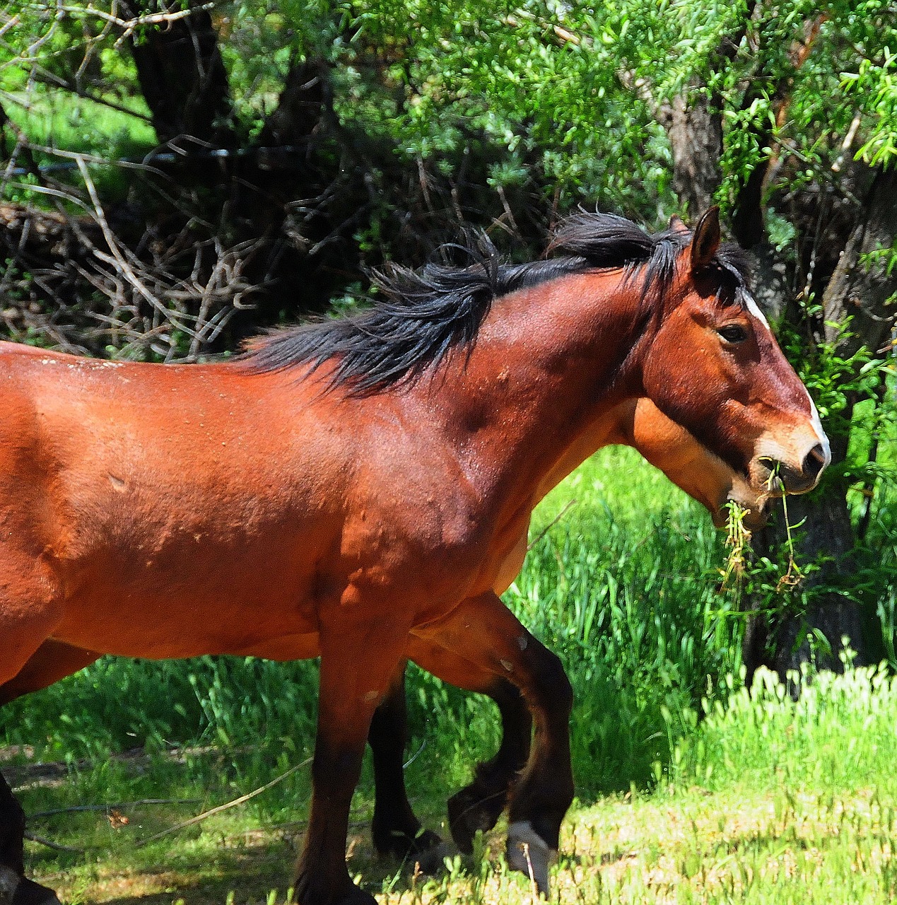 horses mustangs ranch free photo