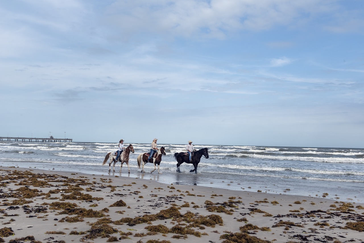 horses beach riders free photo