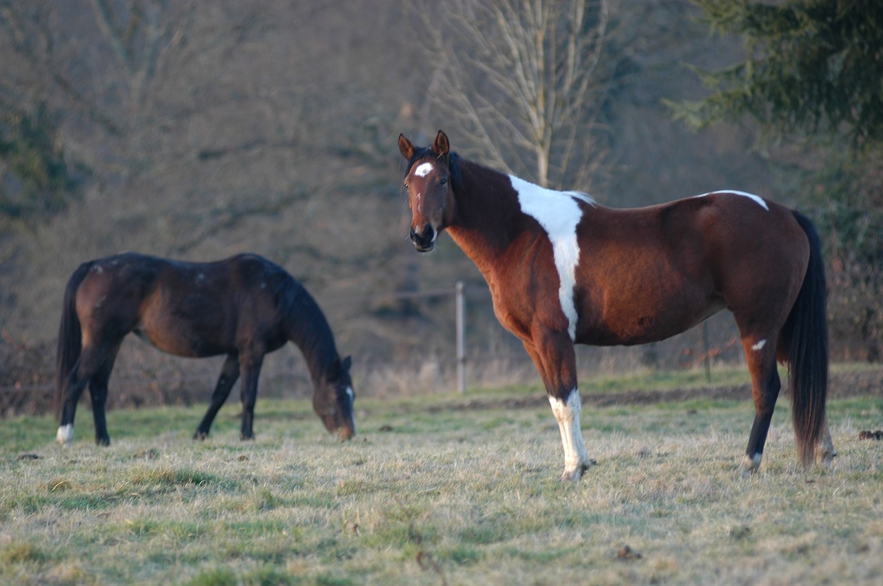 horses grazing looking free photo