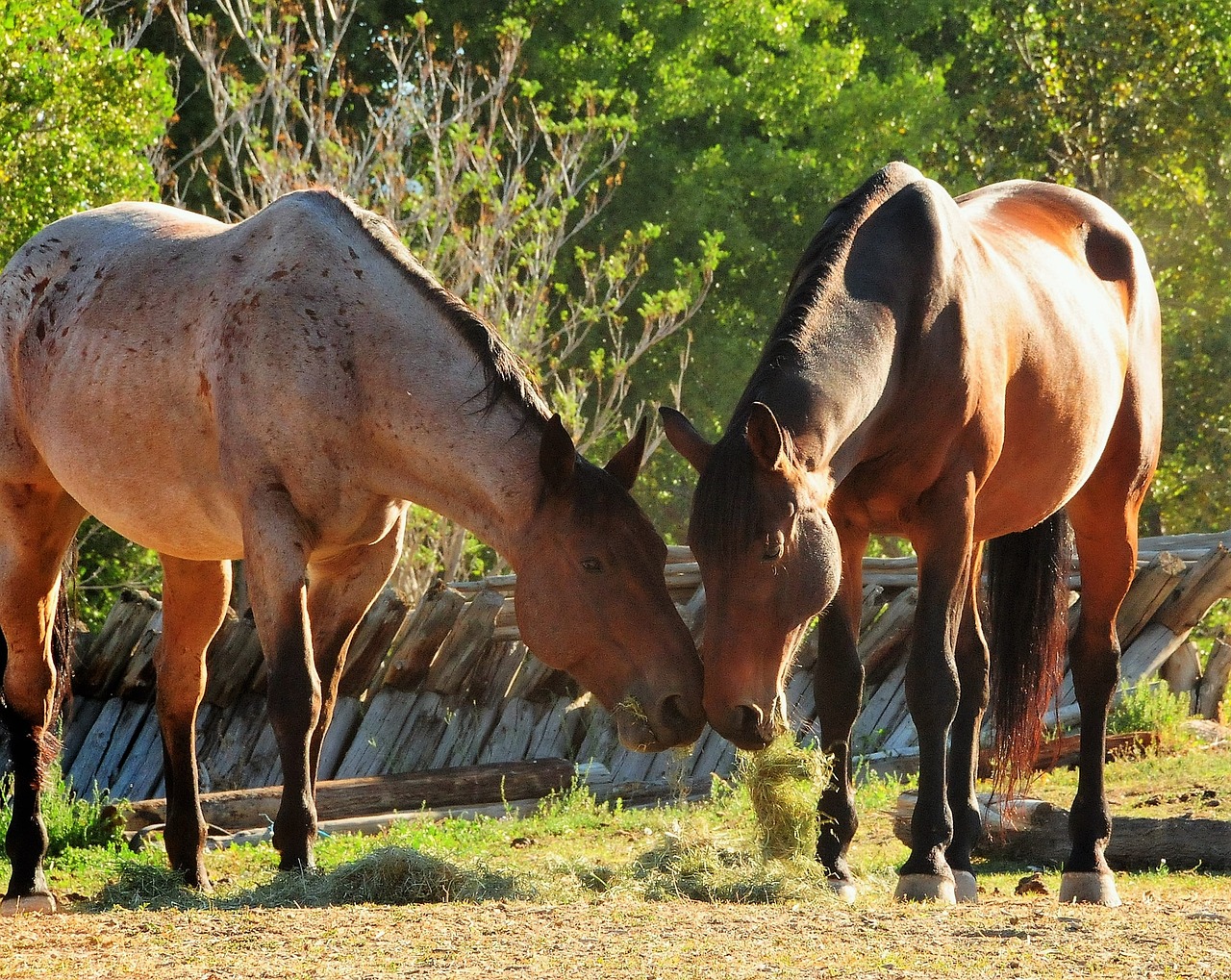 horses ranch equine free photo