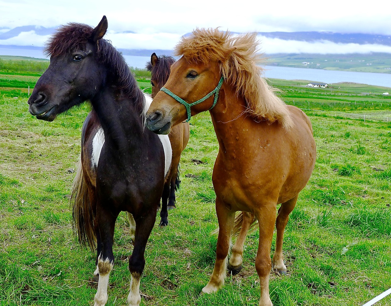 horses ponies iceland free photo