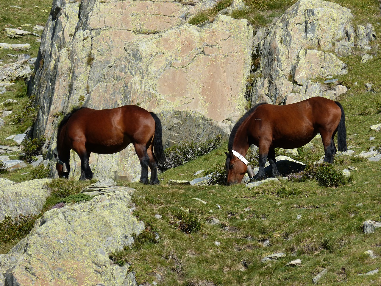 horses rocks pyrenees free photo