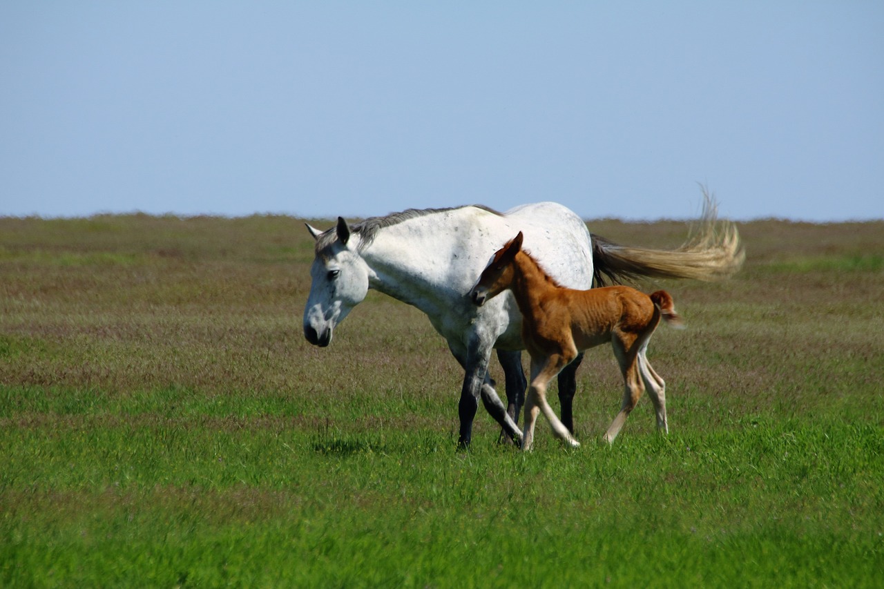 horses foal mare free photo