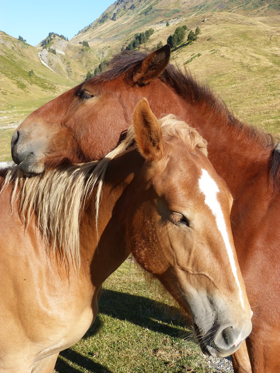 horses couple val d'aran free photo
