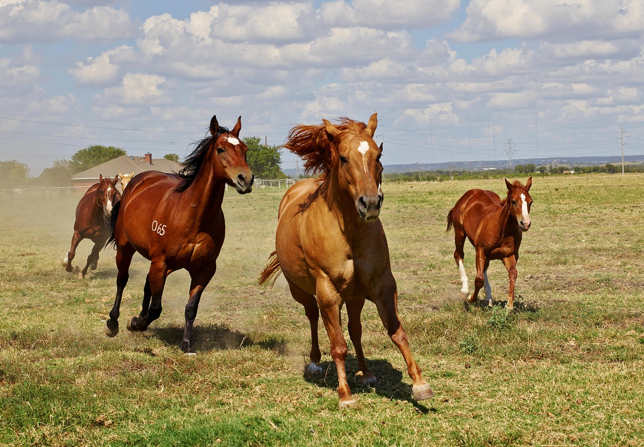 horses foal mare free photo