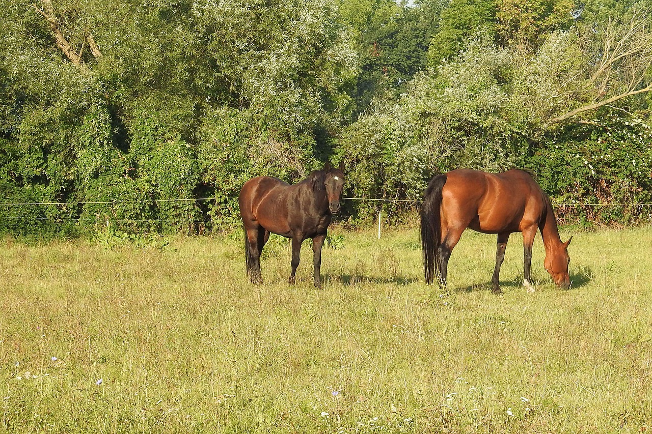 horses pasture trees free photo