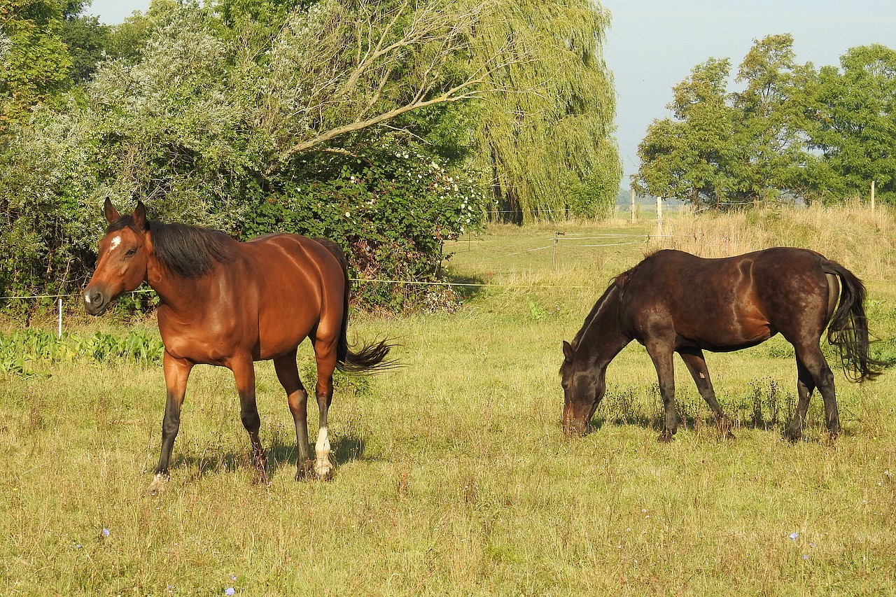 horses pasture meadow free photo