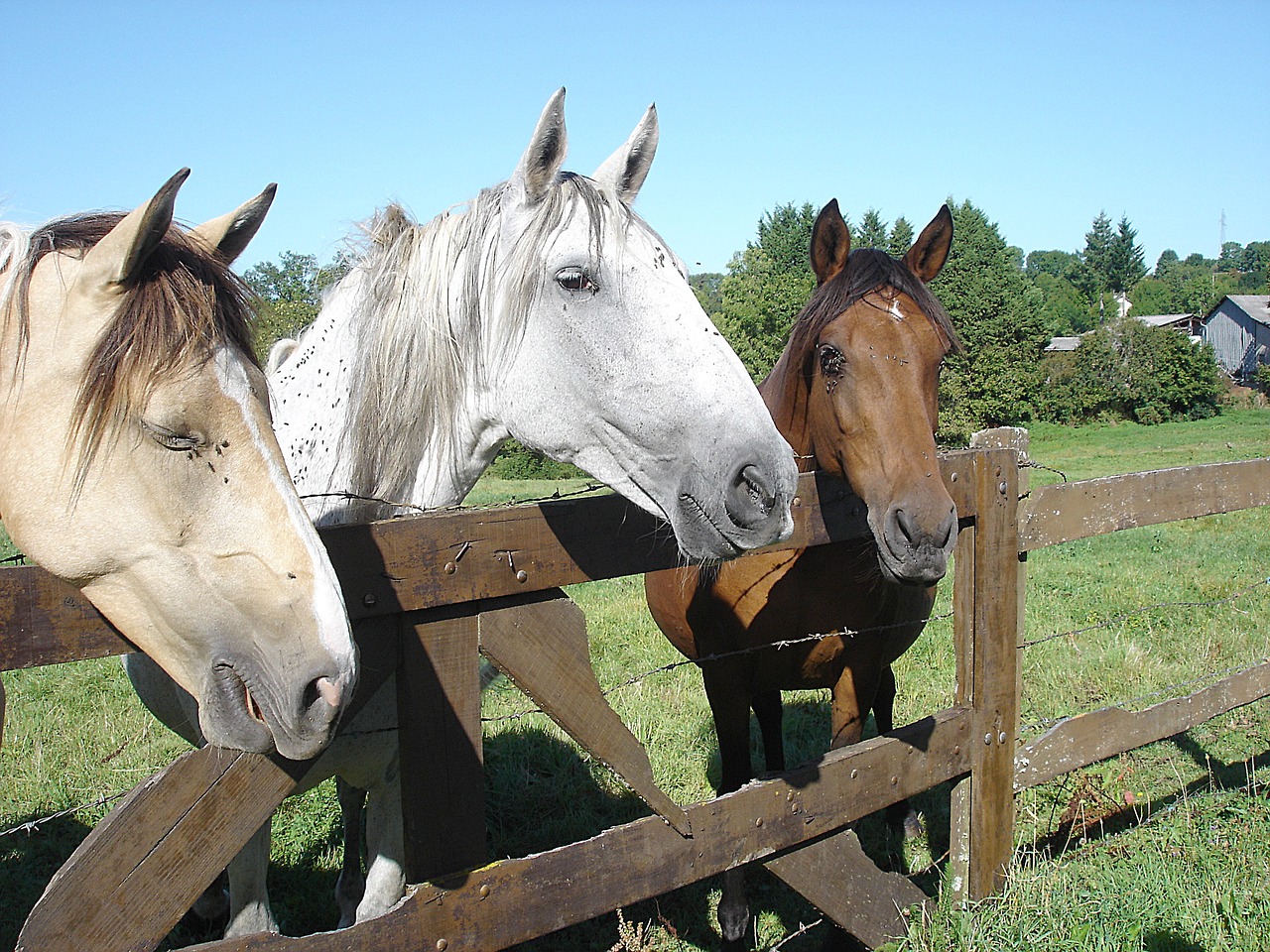 horses horseback riding nature free photo