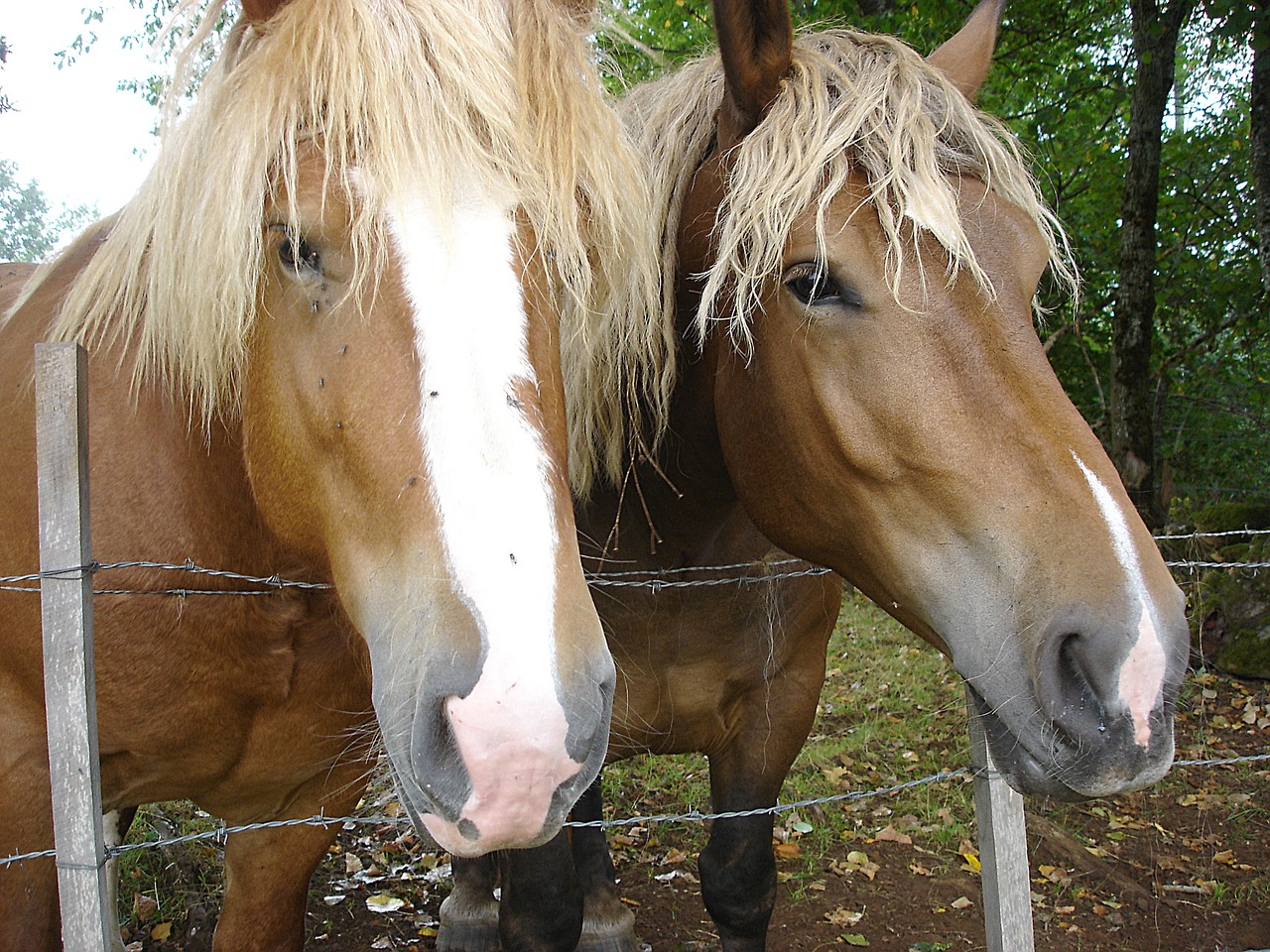 horses horseback riding nature free photo