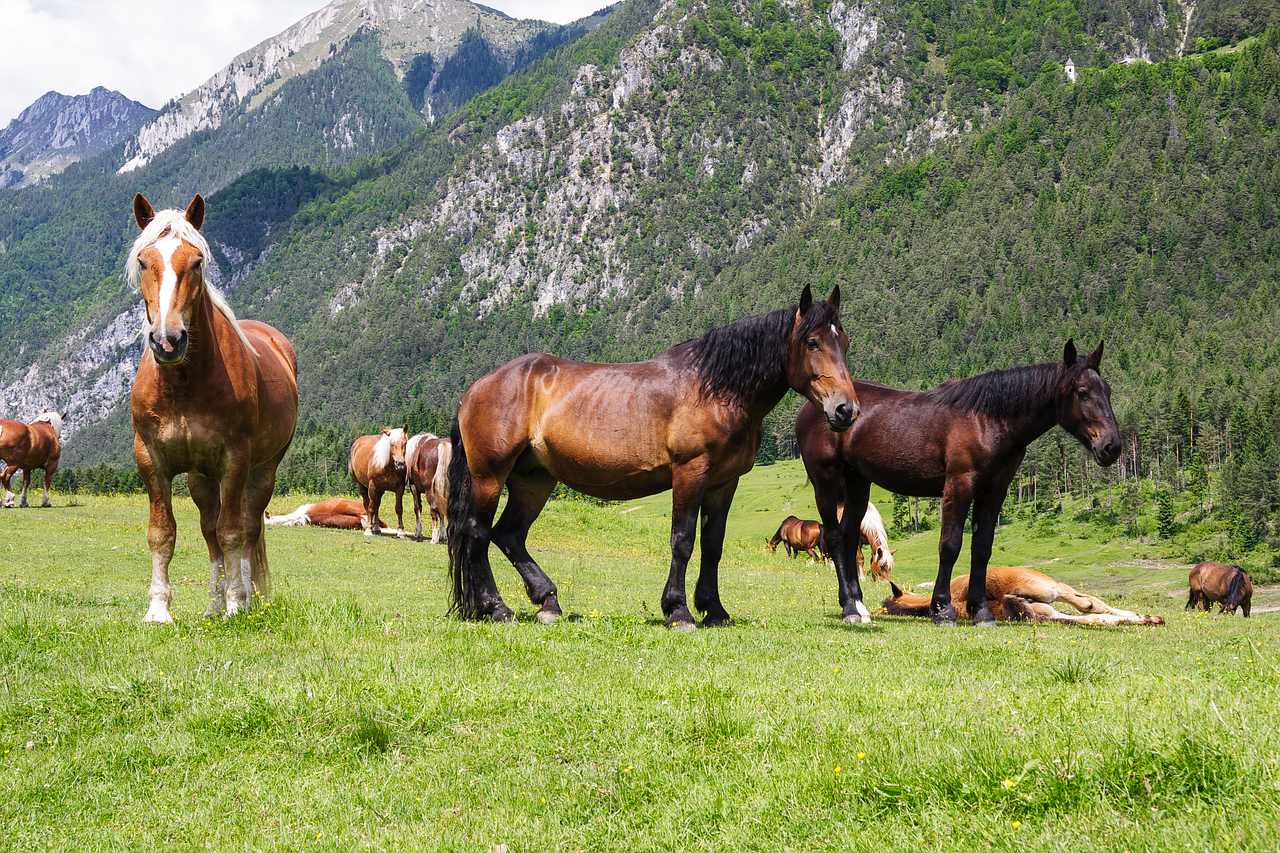 horses mountains pasture free photo