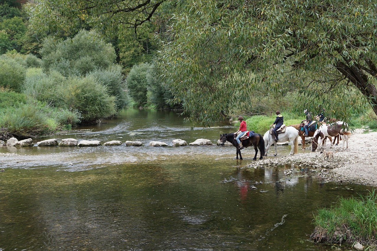 horses danube water free photo