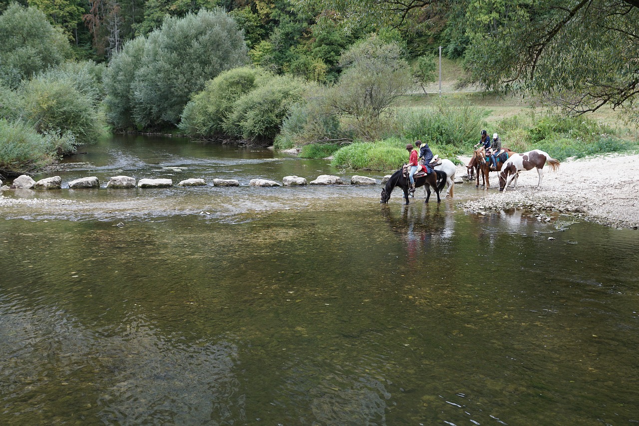 horses danube water free photo