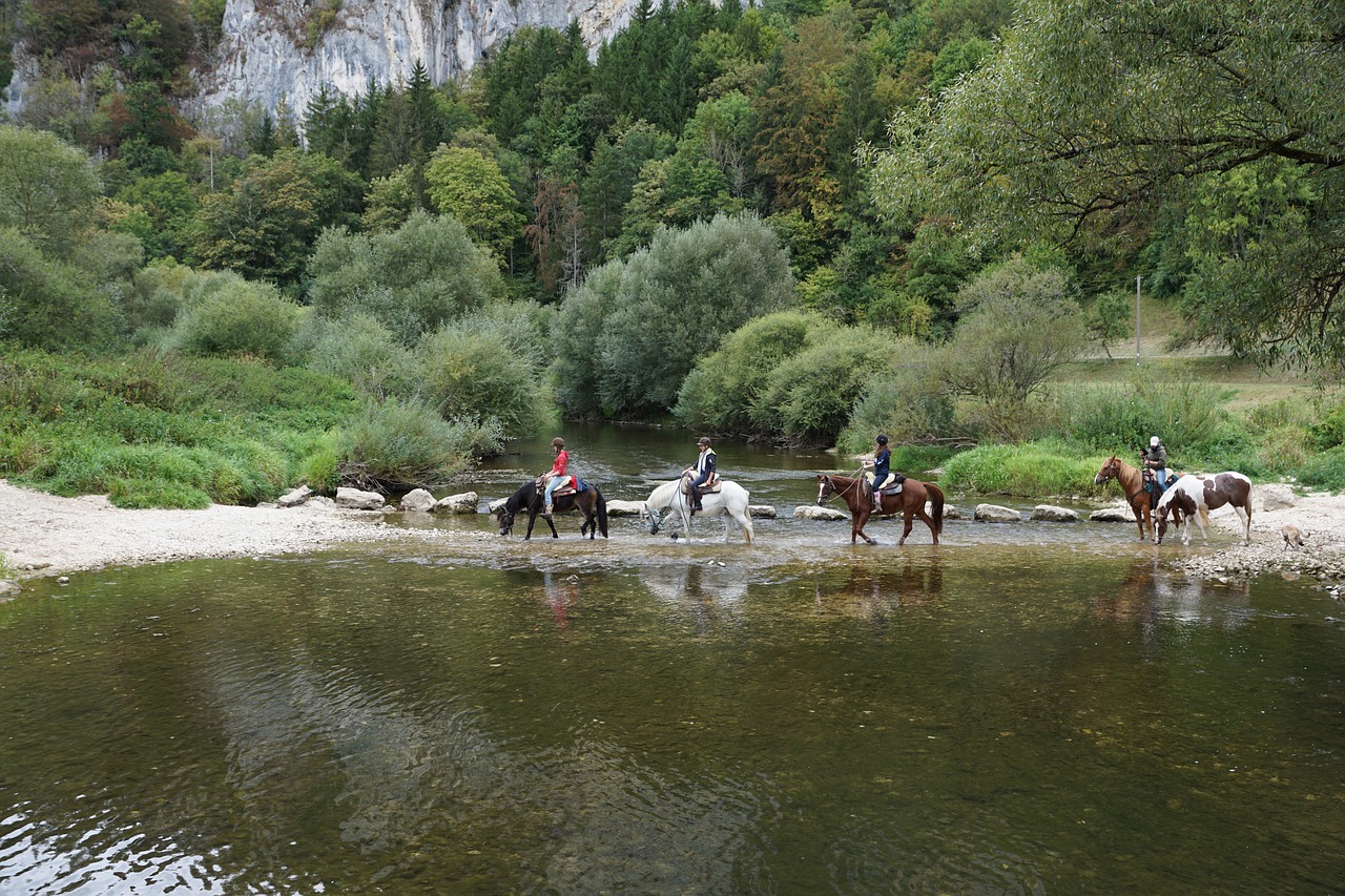 horses danube water free photo