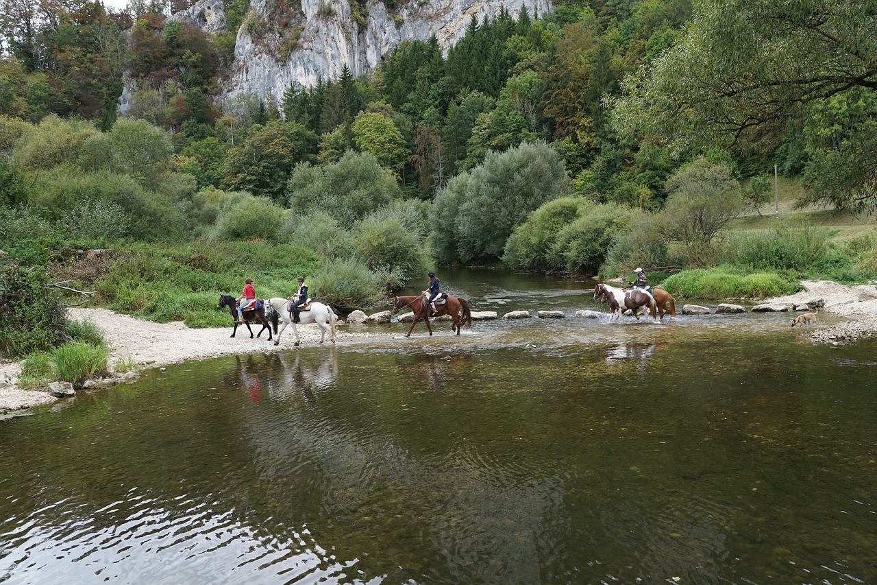 horses danube water free photo